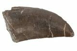 Serrated Dinosaur (Allosaurus) Tooth - Colorado #218333-1